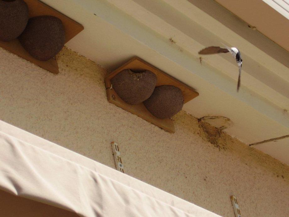 Nid d'hirondelles en ciment