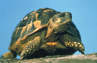 Tortue de Hermann, Village des Tortues, Gonfaron