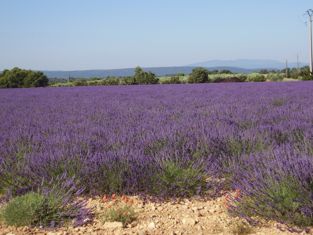 Champ de lavande fleuri en Provence