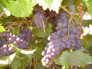 Raison presque mûr, nearly rioe grapes