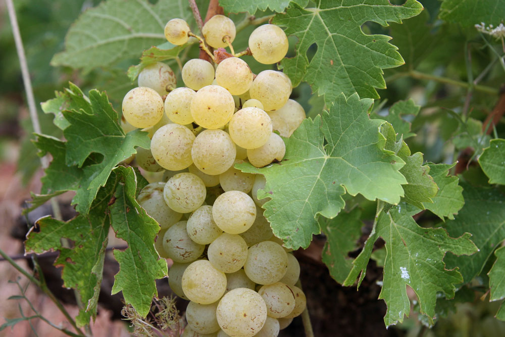 grappe du raisin blanc