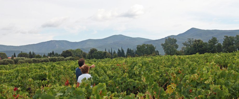 champ de vignes Gonfaron