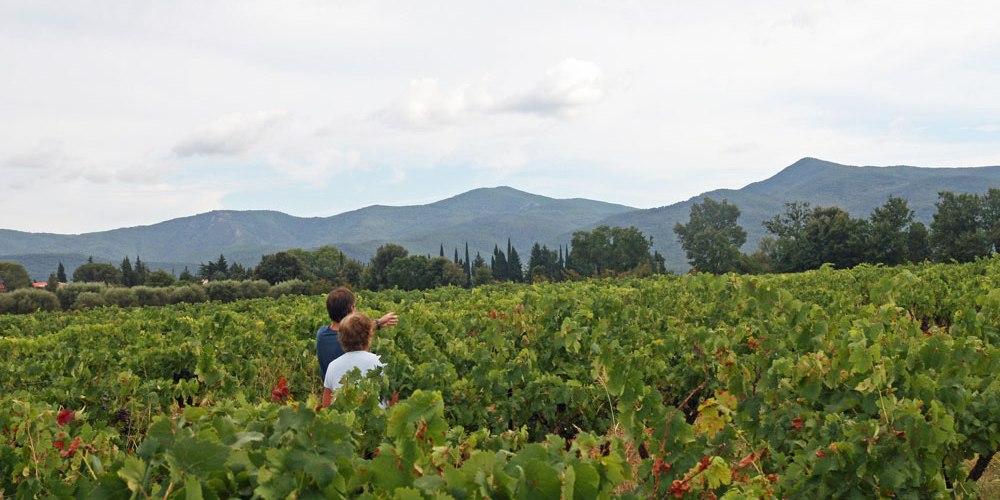 champ de vignes Gonfaron